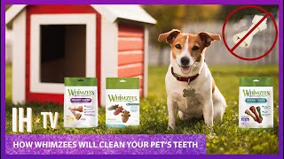 How To Keep Your Pets Teeth Healthy And Prevent Dental Disease [upl. by Saudra]