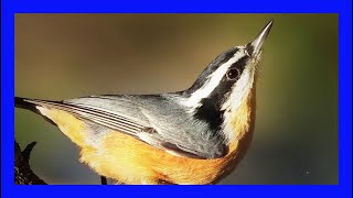 Redbreasted Nuthatch SInging Calling Chirping Trepador Canadiense Canto Sitta Canadensis [upl. by Riordan]