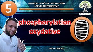 la phosphorylation oxydative [upl. by Llyrpa]