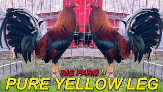 Pure Yellow Leg Col Givens Hatch Dan Gray Roundhead Asil RED NEWARK FARM Beautiful Birds Farm Visit [upl. by Hannaj]