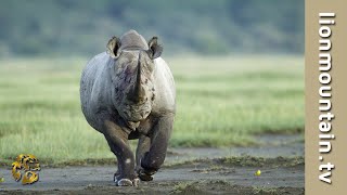 🦏 Black Rhino RAGE 🦁🔥 Rhino ATTACKS Male Lion  Caught in the Act [upl. by Lanette]