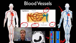 The Circulatory System [upl. by Etnuaed]