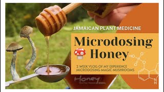 Microdosing Magic Mushrooms With Patoo Honey  2 Week Vlog  Jamaican Plant Medicine [upl. by Cowan926]