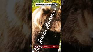 My Alaskan MEMORiES 1 alaskaadventures alaskaphotography vlogs wildlifeanimals bear [upl. by Notsag94]