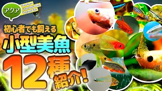 初心者でも飼える美しい小型熱帯魚12種紹介！ アクアリウム ビバ調べ 【ビバアクア】 [upl. by Hotchkiss]