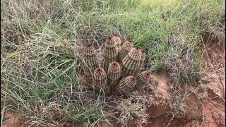 Echinocereus reichenbachii and Escobaria vivipara in the Wild  Oklahoma [upl. by Allveta704]