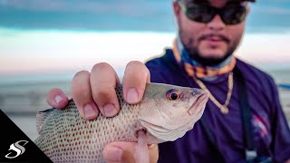 How to bait Pilchard for Surfcasting [upl. by Juni]