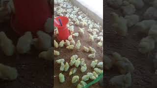 Day 5 chicks 🐤🐥 remix bassboosted beats chicken poultry livestockfarm [upl. by Andros583]