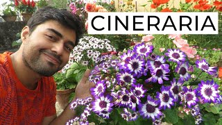 Cineraria Flower  How to Grow Cineraria Flowers  Cineraria Plant Care [upl. by Lesirg428]