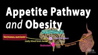 The Brains HungerSatiety Pathways and Obesity Animation [upl. by Eigriv]