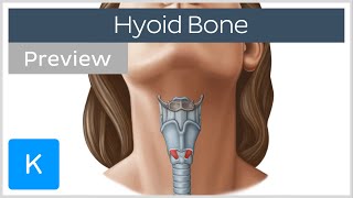 Hyoid bone structure movement and function preview  Human Anatomy  Kenhub [upl. by Hsilgne]