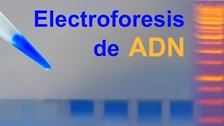 Electroforesis de ADN en gel de agarosa IQOGCSIC [upl. by Sakovich51]