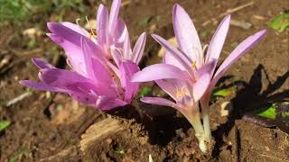 Colchicum autumnale Mrazovac Autumn crocus Herbstzeitlose [upl. by Salli120]