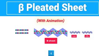 Beta Sheet Animation [upl. by Notirb]