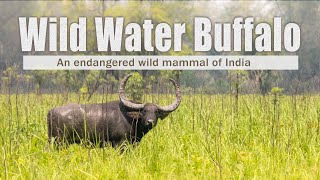 Wild water buffalo  endangered species India  Manas National park [upl. by Llennhoj385]