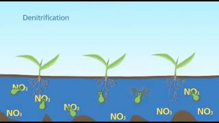 Denitrification Standing Water [upl. by Dupuy]