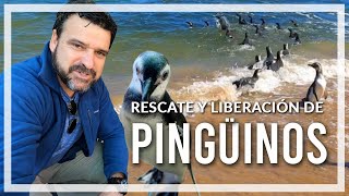 🔹Rescate de PINGÜINOS y su LIBERACIÓN al mar 🔹 programa Contacto🌎🌍 [upl. by Lorn]