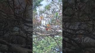 Rosella parrot examining trees parrot birds wildlife australianAnimals australianBirds [upl. by Rovaert]