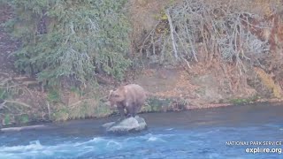 Bear 901 Searches the River From Her Favorite Rock Perch BF 10152024 exploreorg [upl. by Rettig]