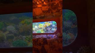 40 year old reef tank click to see the full video aquarium fishtank marineaquarium reeftank [upl. by Stuart402]