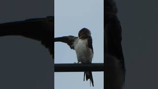 ツバメの幼鳥羽繕いYoung Hirundo rustica preening387野鳥shorts [upl. by Bernardo]