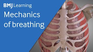 Basics of ventilation Mechanics of breathing  BMJ Learning [upl. by Lekym]