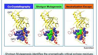 Epitope Mapping in Antibody Therapeutics and Vaccine Development The Evolving Landscape [upl. by Lavina]