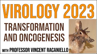 Virology Lectures 2023 18 Transformation and oncogenesis [upl. by Werna]