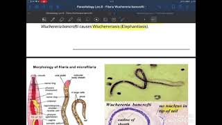 wuchereria bancrofti [upl. by Lewellen]