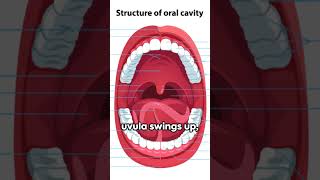 Unveiling the Uvula The Unsung Hero [upl. by Pinter]