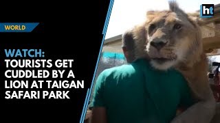 Watch Lion climbs into vehicle and cuddles tourists at Taigan Safari Park [upl. by Ehtyde]