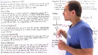 ReninAngiotensinAldosterone System [upl. by Nakeber]