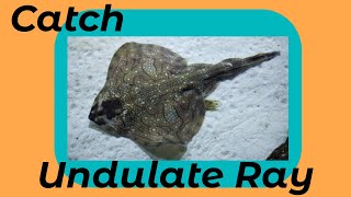 How To Catch Undulate Ray Shore Fishing UK and Europe  Sea Fishing Tutorial [upl. by Jonis75]