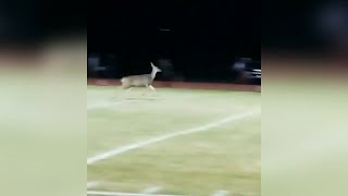 Deer sprints across football field ahead of players 90plus yard touchdown run [upl. by Iretak986]