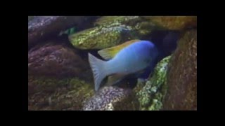 Malawi Tank Video Cichlid Mbuna African Fish Aquarium [upl. by Lachish170]