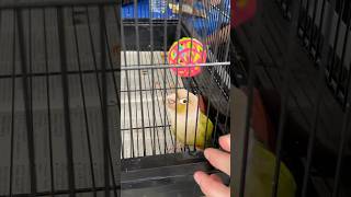 Meeting Dancing Conure Angus McBangus at Parrot Stars Summer Festival [upl. by Paulsen2]