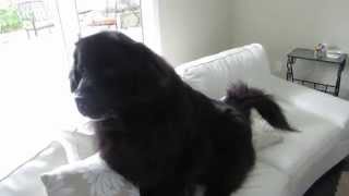 Clever Newfoundland dog outsmarts owner [upl. by Etnohc190]