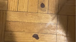 How To Remove Hair Dye From Wooden Floor [upl. by Felice862]