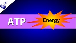 ATP Adenosine Triphosphate [upl. by Gordie]