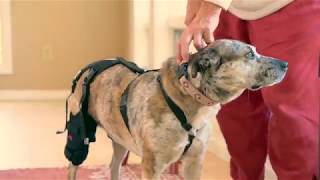 Ortho Dog  Cruciate Care Knee Brace Demo [upl. by Aicyla]