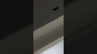 Couple Disagree On Moth Infested Room [upl. by Norak]