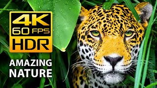 Amazing Colors of Nature in 4K HDR 60fps  Tropical Animals and Relaxing Music [upl. by Asert]