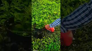 Tea farmers pruning tea trees with special machines work farming shorts [upl. by Rosen]