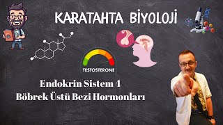 Hormonlar 4 Adrenal Bez Böbreküstü Bezi Hormonları Kortizol Aldosteron Adrenalin Noradrenalin [upl. by Trinee]