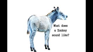 What does a Zonkey and Zorse sound like Here is the sound a Zonkey and zorse make [upl. by Eleph17]