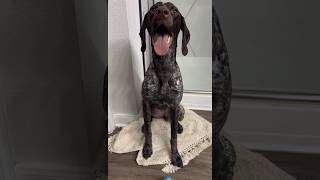 Is your dog obsessed with fetch🎾 dogvideos puppy yourpet puppyvideos dogmom yourdog cutedog [upl. by Zipnick365]