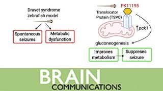 Enhancing glucose metabolism via gluconeogenesis in a zebrafish model of Dravet syndrome [upl. by Oir]