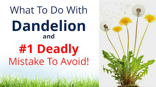 What to do with Dandelion amp 1 Deadly Mistake to Avoid [upl. by Derk]