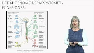 Det autonome nervesystemet Fysiologi [upl. by Zealand]