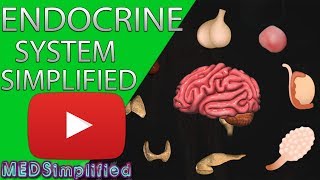 Human Endocrine System Made simple Endocrinology Overview [upl. by Emaj]